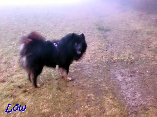 9.12.2025 - Howard, der Nebelhund